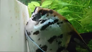 Angel Fish Breeding Cycle in Thirteen Minutes.