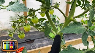 Ви подвоєте врожай томатів якщо зараз зробите це з ними