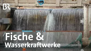 Strom aus Wasserkraftwerken: Naturschutz gegen Wasserkraft | Gut zu wissen | BR