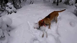 ОХОТА НА ЗАЙЦА С ГОДОВАЛОЙ РУССКОЙ ГОНЧЕЙ.ТРОФЕЙ ДОБЫТ.