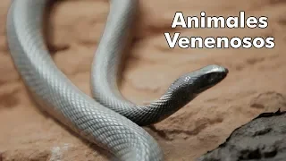 ¿Dónde Viven los Animales Más Venenosos del Mundo?