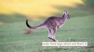 Did You Know? Incredible Eastern Grey Kangaroo Facts