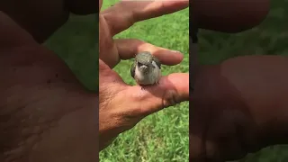 Amazing Baby Hummingbird Rescue!