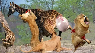 Distressed Giraffe Fights Against Hungry Lions To Protect Her Newborn Baby #lion #giraffe #animals