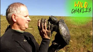 Turtleman is Back!!  Call of the wildman! Turtle Secrets!