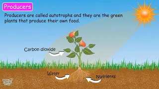 Role of decomposers | Our Ecosystem (Part-7) | Science | Grade-7,8 | Tutway |