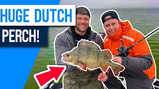 Catching HUGE PERCH In Holland! Did I beat my PB?!