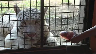 'Bloodsicles', baths keep Philippine zoo animals cool as heatwave hits | AFP