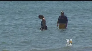 'Swim At Own Risk' After Possible Shark Sighting, Duxbury Harbormaster Says