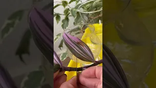 How to propagate INCH PLANT