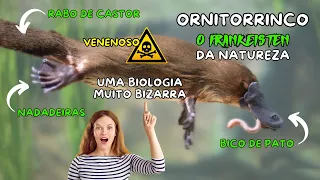 ORNITORRINCO: UMA INCRÍVEL (E BIZARRA) BIOLOGIA! #ornitorrinco