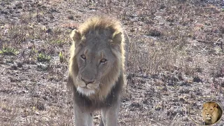 Brothers Of Casper The White Lion - 'Casanova' and 'Footloose' Exhibits The Flehmen Response