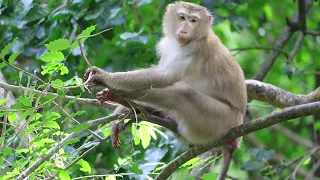 Daily funny monkeys at Angkor forest #viral #animals #viralvideo #motivation