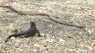 This iguana is a freaking survivor (snakes)