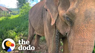 Guy Frees Elephant After 50 Years In Chains | The Dodo Heroes