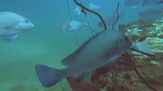 Diving Beau Vallon with Atoll Divers, Seychelles [14.05.2024]