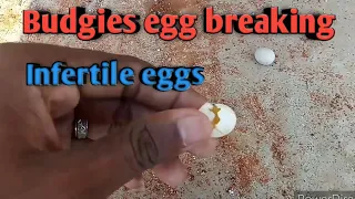 Love birds egg Tamil/ Budgies egg / Gk birds breeder