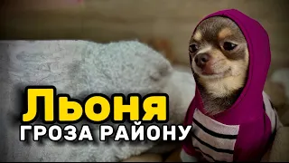 Льоня ГРОЗА РАЙОНУ