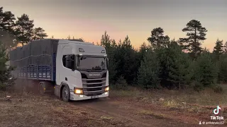 Scania R500 odun yüklü