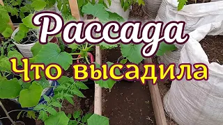 Обзор рассады в теплице на 11 мая Какую рассаду высадила Рассада томатов, огурцов, кабачков, петунии