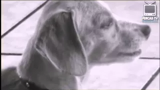 STUDIOFERCASDIGITAL: Perrito Tito Cortometraje