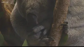 Father and daughter duo works to help save Koalas in Australia