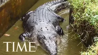 A Woman Was Mauled To Death By A Pet Crocodile In Indonesia | TIME