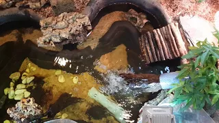 Terrarium Wasserschildkröten Waterturtles