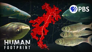 We Brought This Fish To America. Now We Can't Get Rid Of It