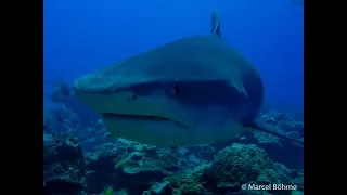 Tiger Shark Diving in "The White Valley" - French Polynesia with FLUID DIVE