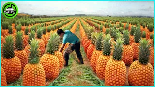 The Most Modern Agriculture Machines That Are At Another Level, How To Harvest Pineapples In Farm