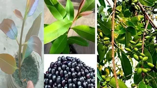 jamun ke beej se ped kaise lagaye. how to grow jamun from seed