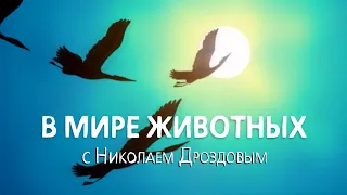 В мире животных с Николаем Дроздовым. Выпуск 31. 13 ноября 2019.