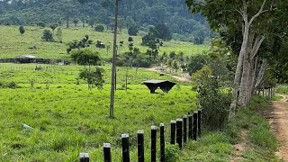 FAZENDA 113 ALQUEIRES À VENDA EM ALTAMIRA-PA