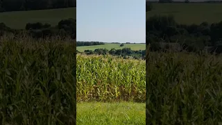 Belarus summer day 2023 #belarus #nature #naturesounds #field