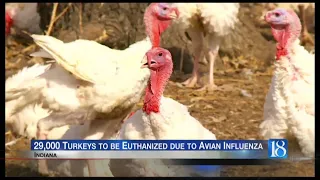 Agencies: Avian flu found in birds at Indiana turkey farm