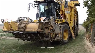 Ropa Tiger 6 / Rübenernte - Beet Harvest   2018