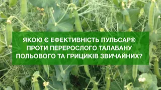 Якою є ефективність Пульсар® проти перерослого талабану польового та грициків звичайних?