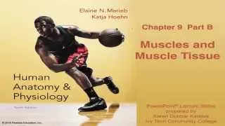 Anatomy & Physiology Chapter 9 Part B Lecture: Muscles & Muscle Tissue