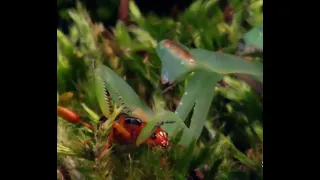 Battle of the Bugs: Bombardier Beetle vs. Praying Mantis