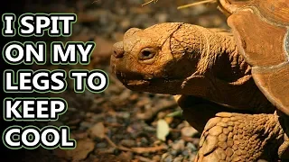Sulcata Tortoise facts: also known as the African spurred tortoise | Animal Fact Files