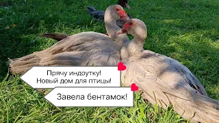 Индоутка в 5 месяцев / Временный дом для индоутки / Клуша бентамки /Хищники наступают!