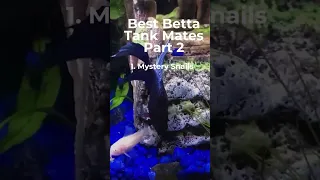 BEST BETTA TANK MATES PT. 2 (WOULD YOU RISK NUMBER 4?) #bettacommunity #bettafish