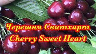 Свитхарт черешня , Сладкое сердце / Sweet Heart cherry