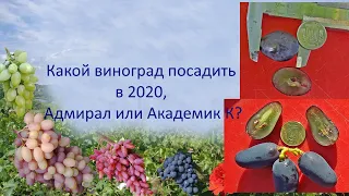 @Какой виноград посадить в 2020, Адмирал или Академик