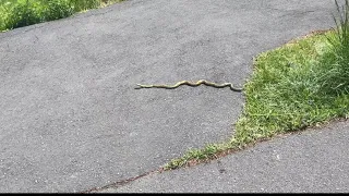 仕事の休憩中にアオダイショウに出会えた