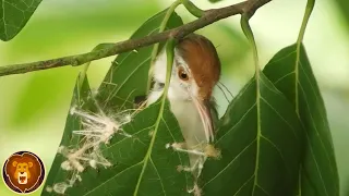 Dieser einzigartige Vogel näht sein Nest wie eine Scheider