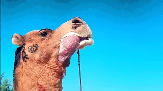 Ohhh Wow 😲 Camel Tongue outside