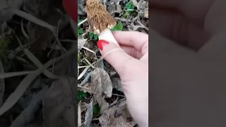 Kačenka česká / Verpa bohemica  / Smrčkovec český #houby #houbaření #mushrooms #mushroomhunting