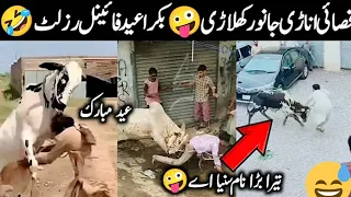 Qurbani Bell Attack people in Pakistan| Qurbani animals funny moments caught on Camera